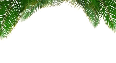 Transparent Background Palm Tree Leaves Png Mundopiagarcia
