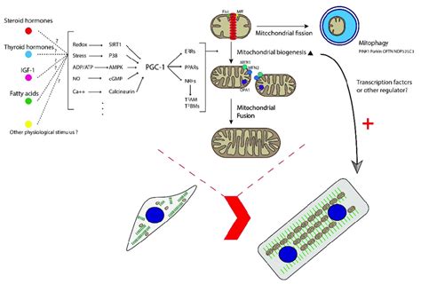 Schematic Diagram Showing How Mitochondrial Biogenesis Dynamics And