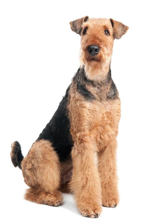 Airedale Terrier Information And Pictures Petguide Petguide