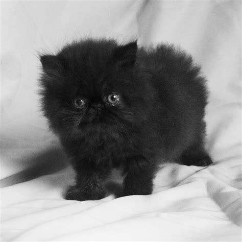 Kucing persia terkenal sebagai kucing yang pendiam dan manis. Bagaimana memilih kucing Persia yang bagus?