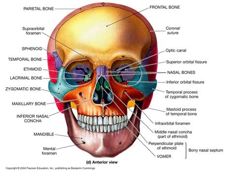 Facial Bone Liberal Dictionary Facial Bones Skull Anatomy Medical