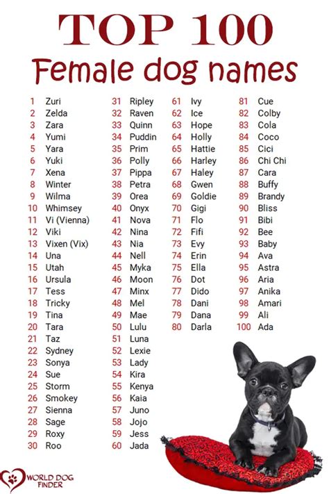 100 Female Dog Names World Dog Finder