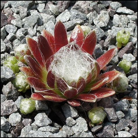 A Close Up Of A Flower On Some Rocks