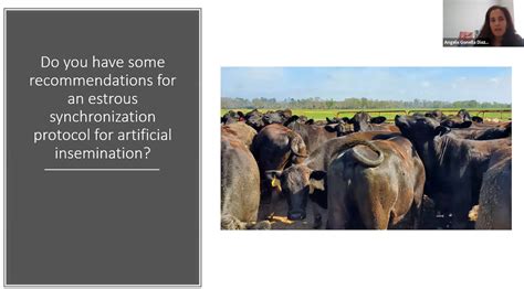 Friday Feature Answers To Common Beef Cattle Reproduction Management Questions Panhandle