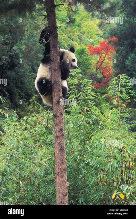 Panda Cub Climbing The Tree Wolong Sichuan Province China Stock