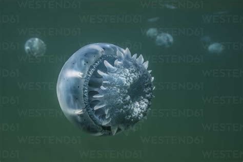 Cannonball Jellyfish Stomolophus Meleagris In Ocean Underwater View