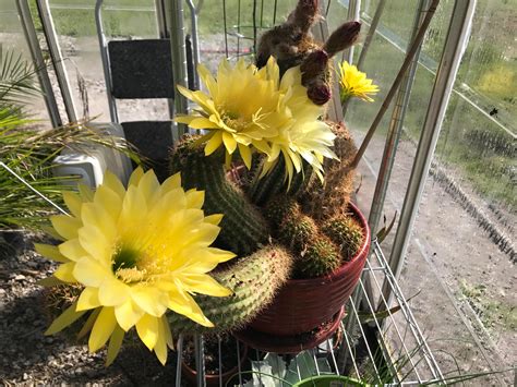 This Cactus In My Greenhouse Has Been Blooming Like Crazy I Love It