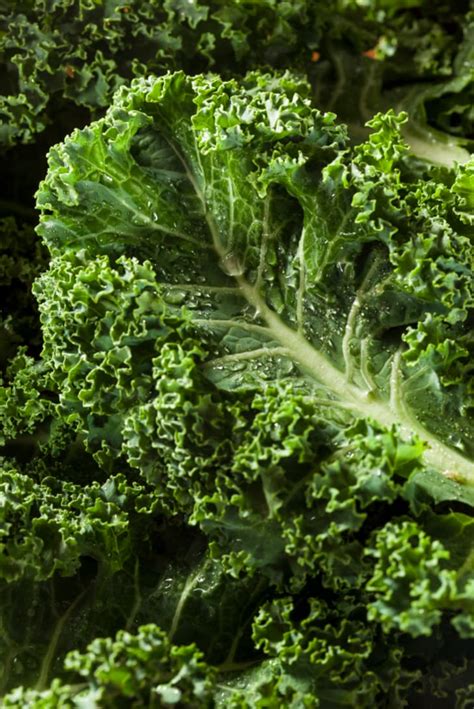 11 Wholesome Facts About Kale Mental Floss