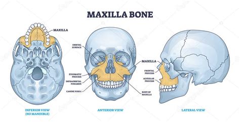 Maxilla Bone Detailed Structure And Facial Skeleton Anatomy Outline