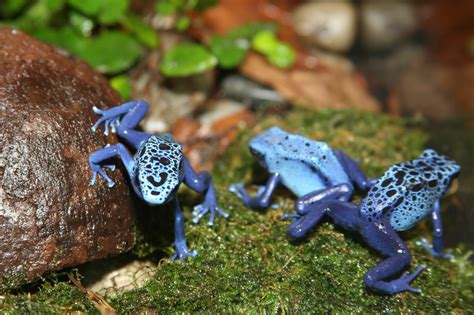 Poison Dart Frog Dendrobates Azureu Dendrobates Azureus Flickr