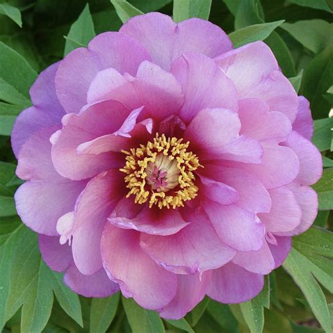 Perennials at Lowes.com