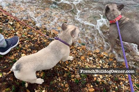Males have a hard time reaching the females, and they often get overheated and exhausted when trying to get things going. Male vs Female Frenchies: Who Makes a Better Pet + Differences