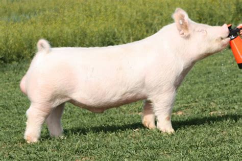 Yorkshire Pigs Breed Profile Facts Photos And More