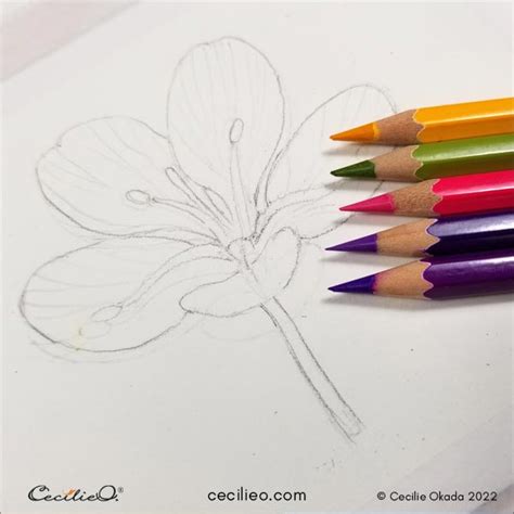 Watercolor Pencil Tutorial A Fresh Beautiful Flower