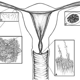 PDF Sperm Transport In The Female Reproductive Tract