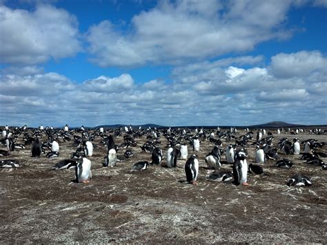 Falkland Islands Penguins 9 N Media