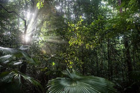 Light Beams And Rainforest Late Afternoon Sunlight Penetrates An