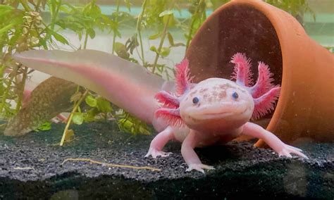 Axolotls ทำใหหวใจงอกใหมไดอยางไร พวกเขาเปนอมตะหรอไม