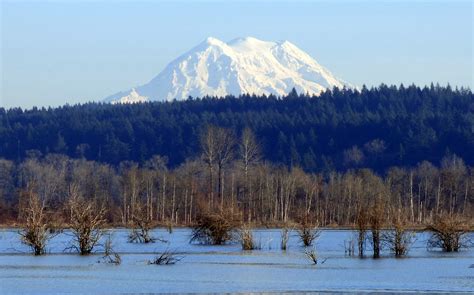 Mt Rainier Oversees The Nisqually National Wildlife Refuge National