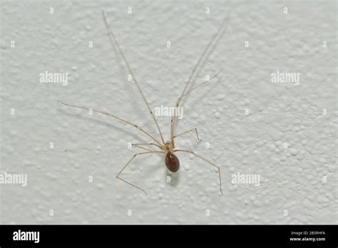 Pholcus House Long Leg Spider On The Wall In The People Room Macro