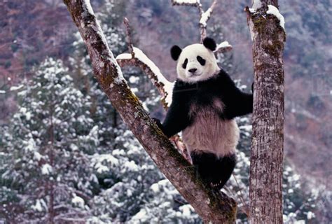 Giant Panda Standing On Tree Wolong Sichuan China Stock Photo