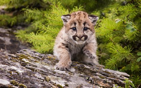 Baby Mountain Lion Cub Photograph By Dixie Henrie Pixels