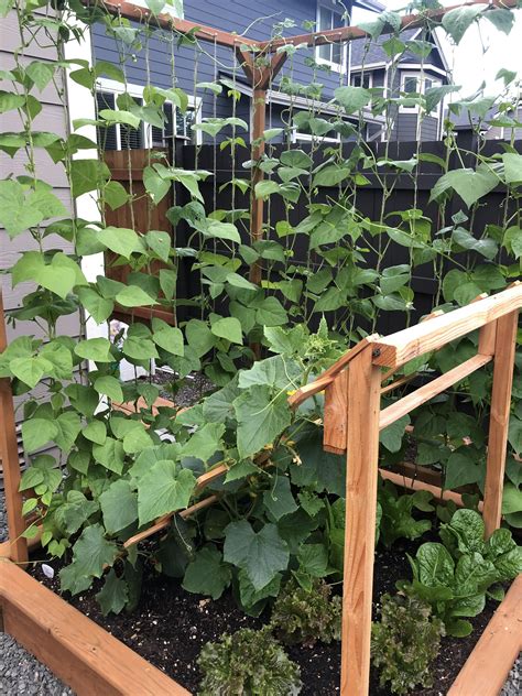 Cucumbers And Pole Beans Are Starting To Form First Time Growing Beans On A Vertical Trellis