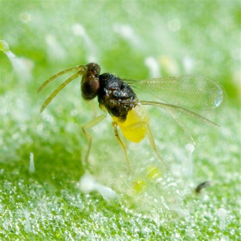 Encarsia Formosa Whitefly Parasite Planet Natural White Flies