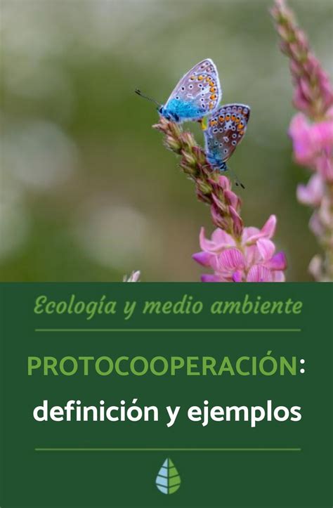 ProtocooperaciÓn Definición Y Ejemplos Ecología Definiciones