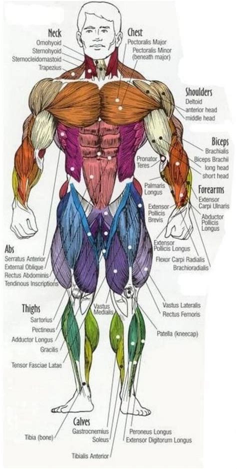 Major Muscles Of The Body With Their Common Names And Scientific Latin
