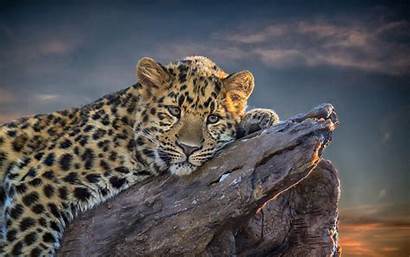 Leopard Animal Wallpapers Backgrounds Relaxing Cat Fantastic