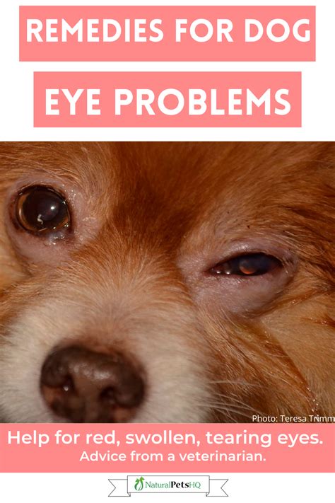 Dog Eye Infection Or Allergies Loankas