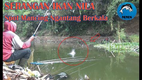 Serangan Ikan Nila Spot Mancing Ngantang Berkala YouTube