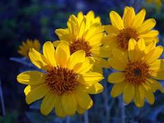 Type Of Daisy Crossword