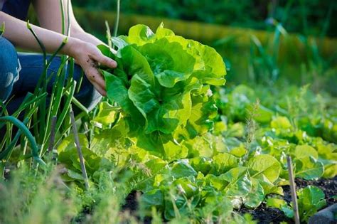 Manfaat Konsumsi Sayuran Organik Bagi Tubuh Pak Tani Digital