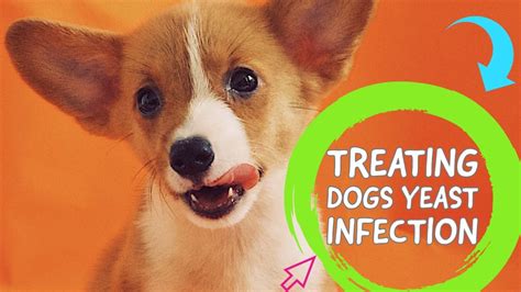 🔥tips And Complete Guide “ Treating Dogs Yeast Infection Yeast