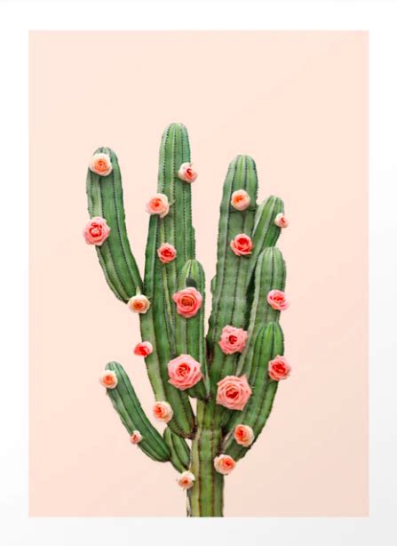 Cactus Flower Painting Cactus Art Flower Art Flower Film Plant