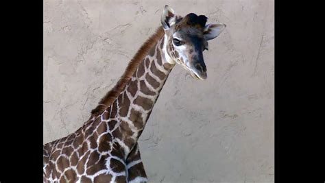 Greenville Zoo Officials Announce Name Of Baby Giraffe