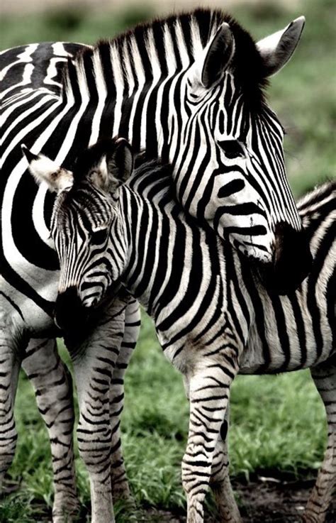 Zebra Mom And Foal Motherslove Zebras Animals Beautiful Baby