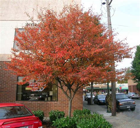 Tree Profile For The Autumn Brilliance Serviceberry Urban Forest