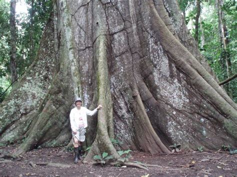 Wow Big Trees In The Jungle Picture Of Amazon Rainforest Peru