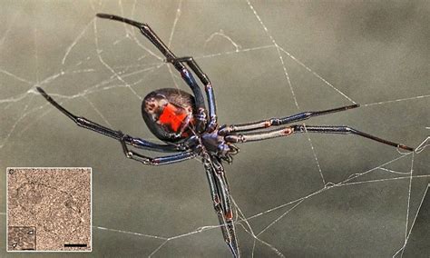 Tennessee Scientists Uncover Virus Containing Spider Dna Daily Mail