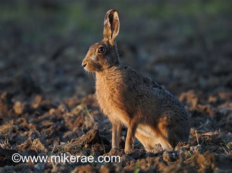 Brown Hare Sits Evening Sun May Suffolk Lepus Europaeus Flickr