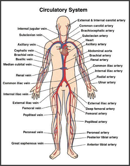 Start studying arteries and veins concept maps. Circulatory System Teaching Materials Resources | Human ...