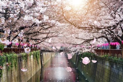 Best Cherry Blossom Spots In Japan Where To View Japan S Cherry