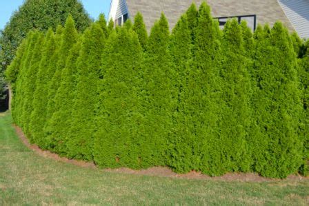 Arborvitae 'emerald green' (thuja occidentalis 'emerald green') is popular for hedges please contact us for current plant sizes arborvitae green giantthuja x plicata 'green giant' the 'green giant' arborvitae is a large. EMERALD GREEN ARBORVITAE VS THUJA GREEN GIANT - Wroc?awski ...
