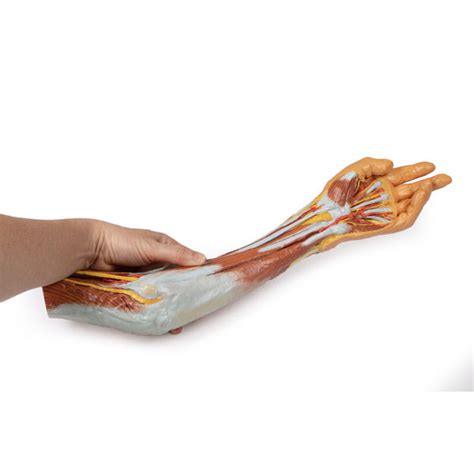 3d Printed Arm Forearm And Hand Replica