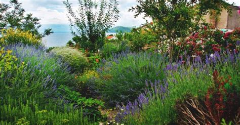 How To Create The Ultimate Mediterranean Garden