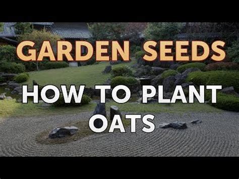 How To Plant Oats Youtube
