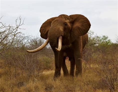 an elephants tusks why do they have them and what affect it has on sexual proclivity tsavo trust